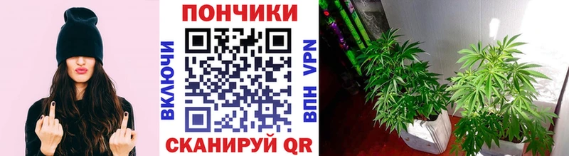 Конопля LSD WEED  Купить закладки  Боровичи 